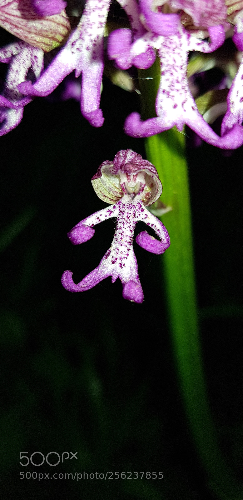 Samsung Galaxy S8 sample photo. Hybride orchis simia x photography