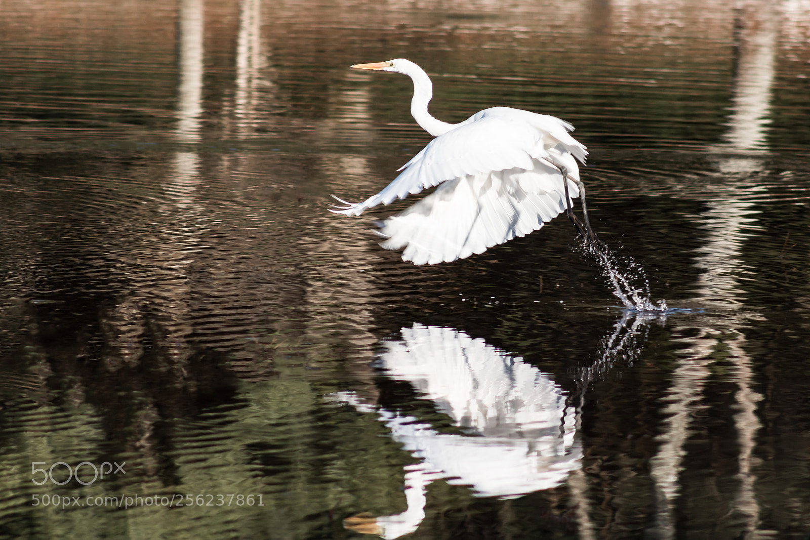 Canon EOS 70D sample photo. Heron flight photography