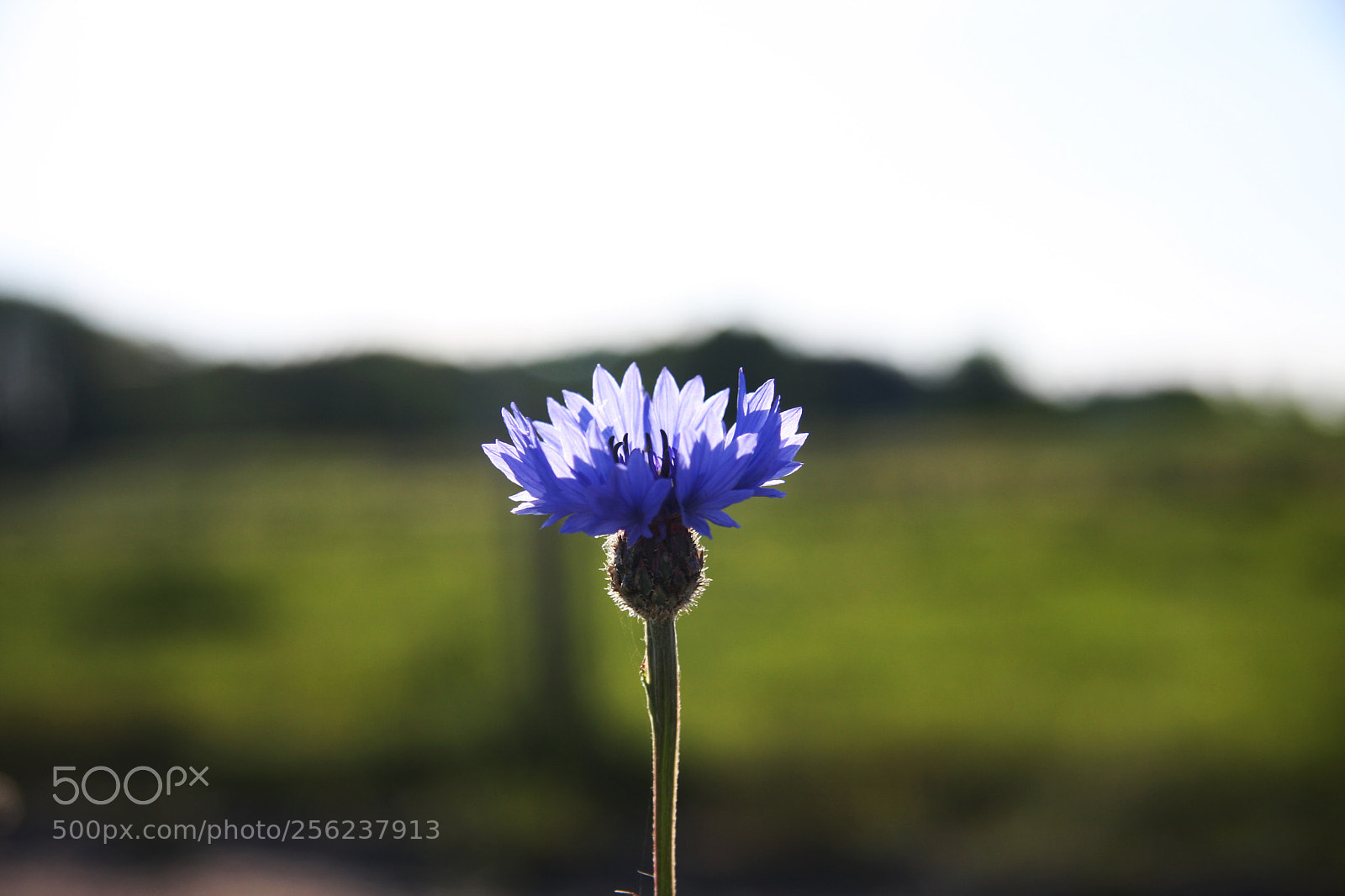 Canon EOS 40D sample photo. Cornflower photography