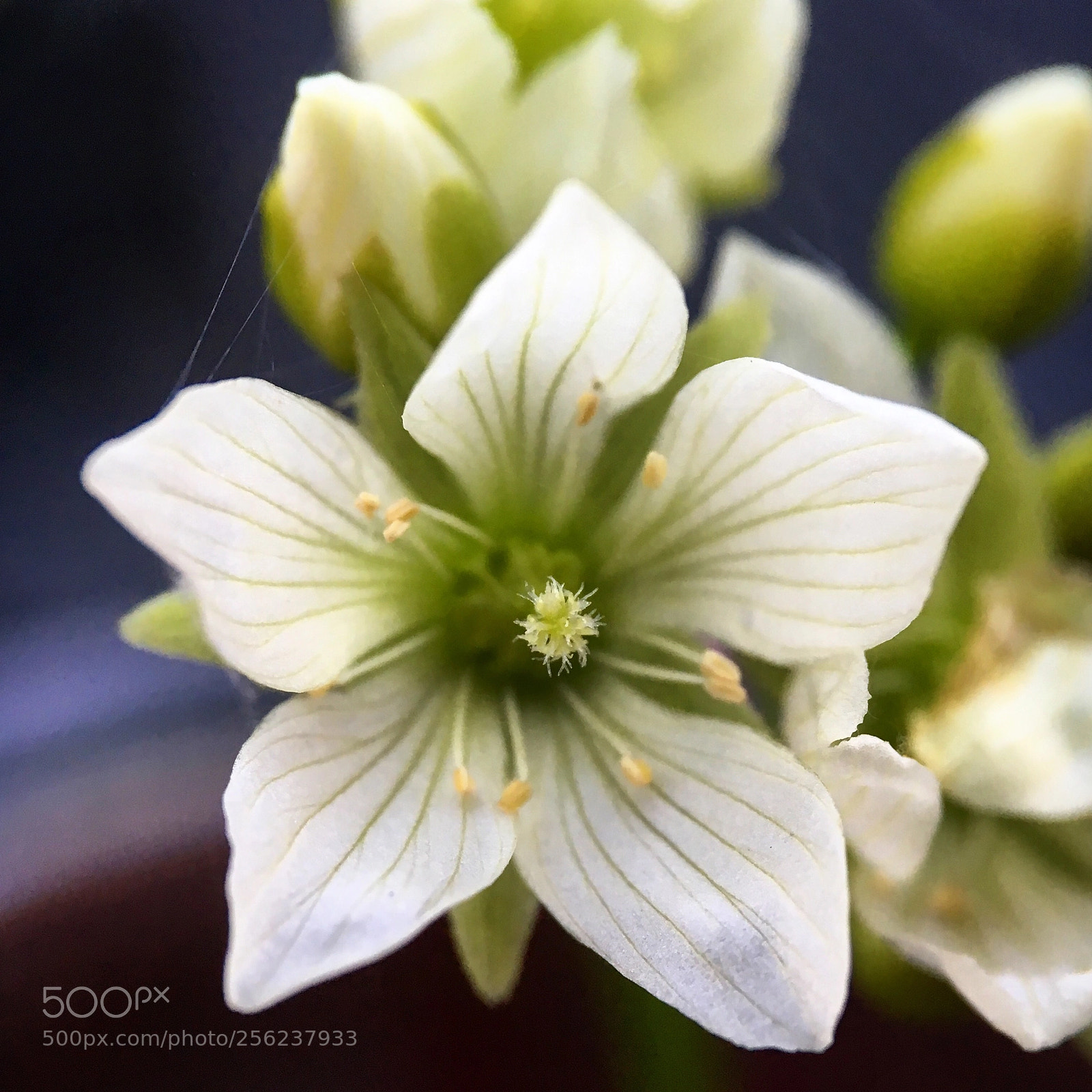 Apple iPhone 6s sample photo. Flytrap flowers ii photography