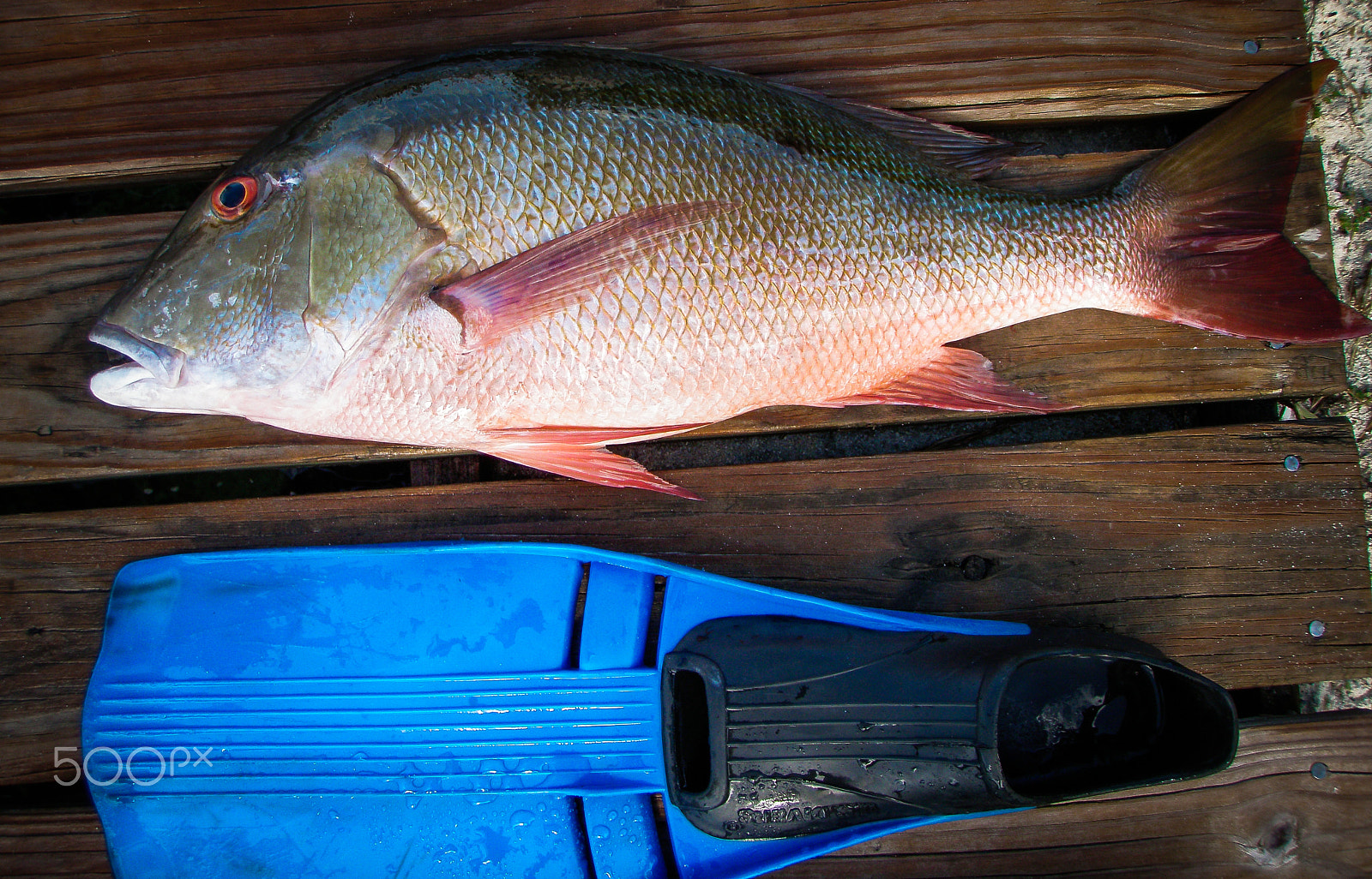 Olympus u1050SW,S1050SW sample photo. Mutton snapper to scale photography