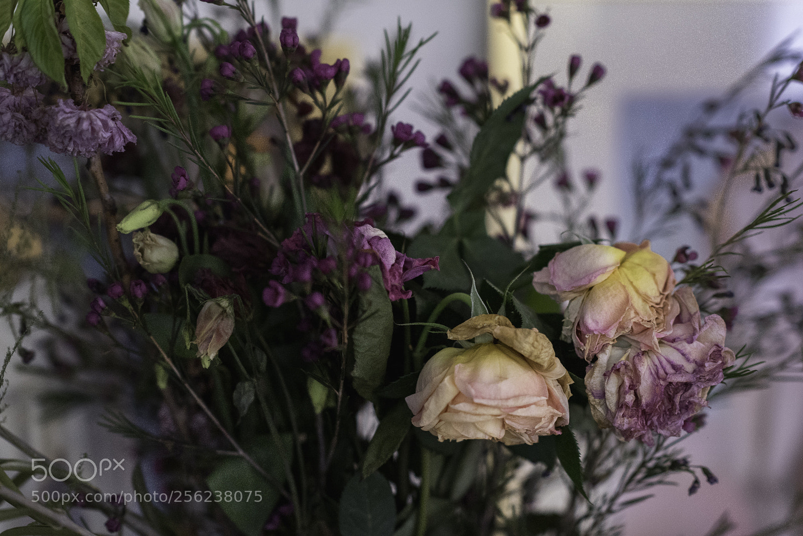 Nikon D750 sample photo. Faded and beautifull photography