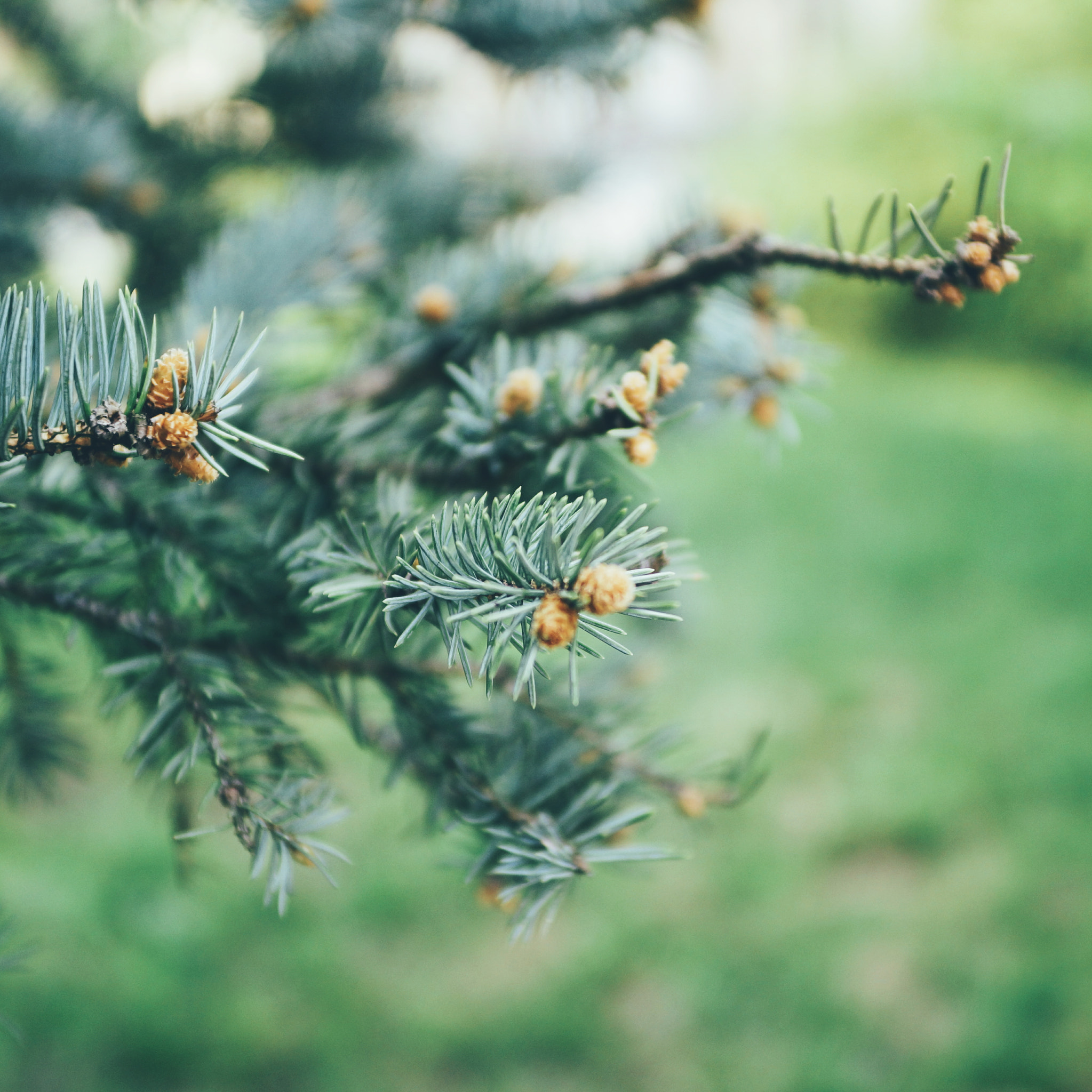 Sony SLT-A77 sample photo. No, it's not a christmas tree photography