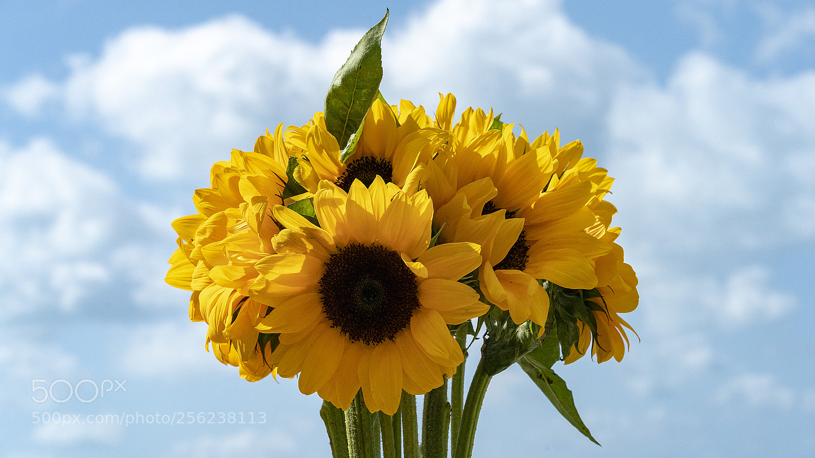 Sony a9 sample photo. Cloudy sunflowers photography