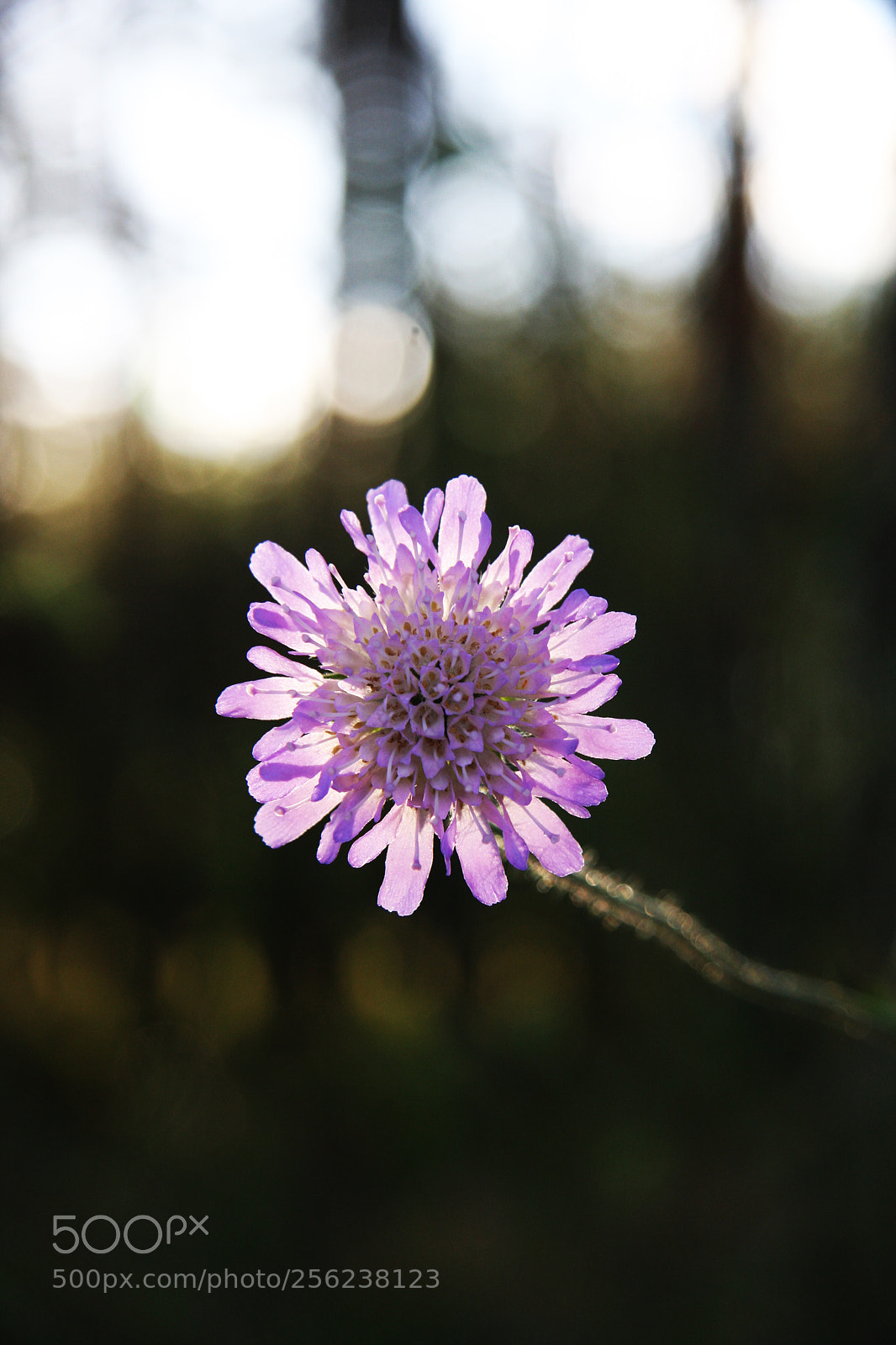 Canon EOS 40D sample photo. Pink flower photography
