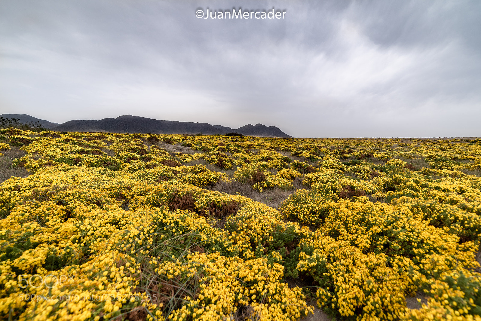Nikon D750 sample photo. Primavera en el cabo photography