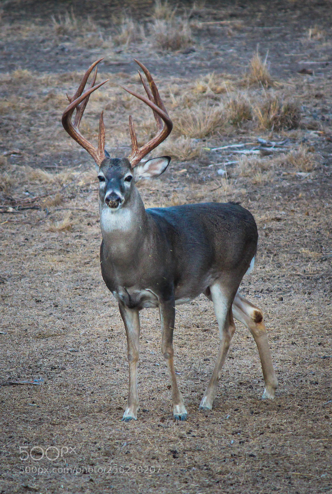 Canon EOS 600D (Rebel EOS T3i / EOS Kiss X5) sample photo. Big buck photography