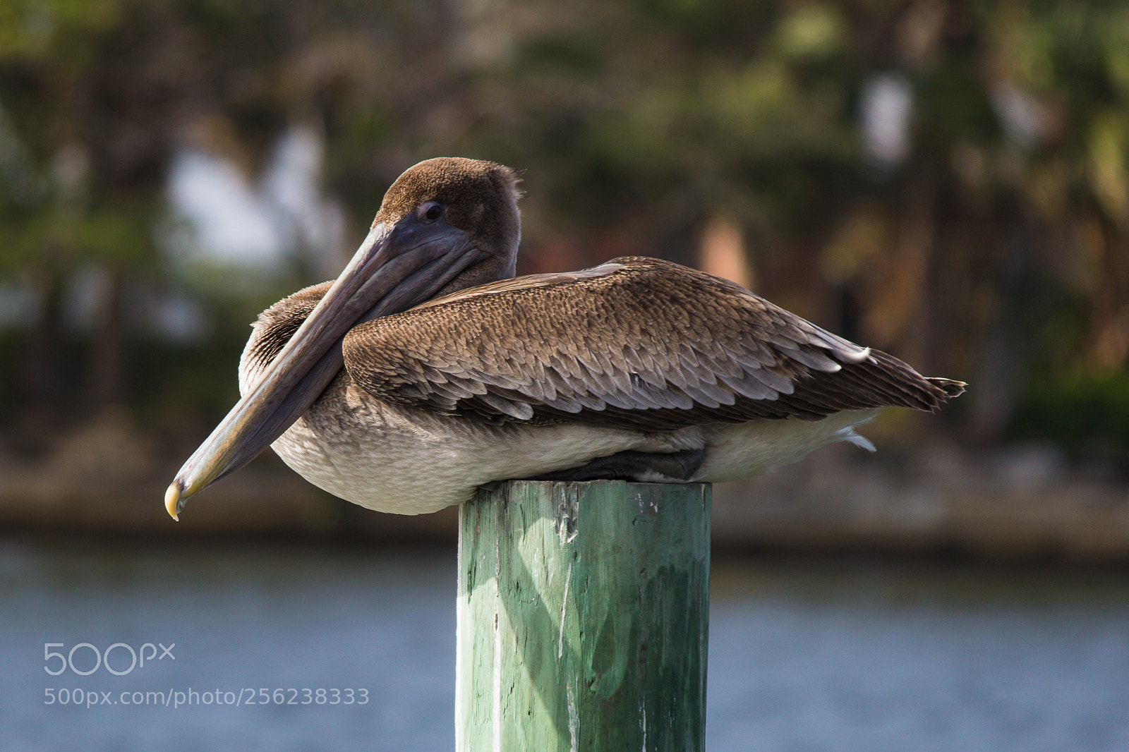 Canon EOS 600D (Rebel EOS T3i / EOS Kiss X5) sample photo. Brown bird photography