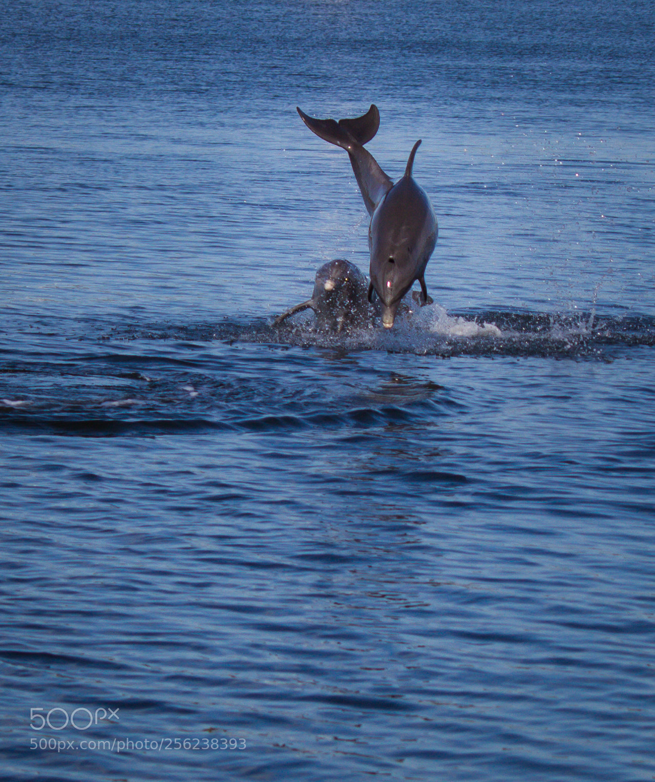 Canon EOS 600D (Rebel EOS T3i / EOS Kiss X5) sample photo. Dolphin jump photography