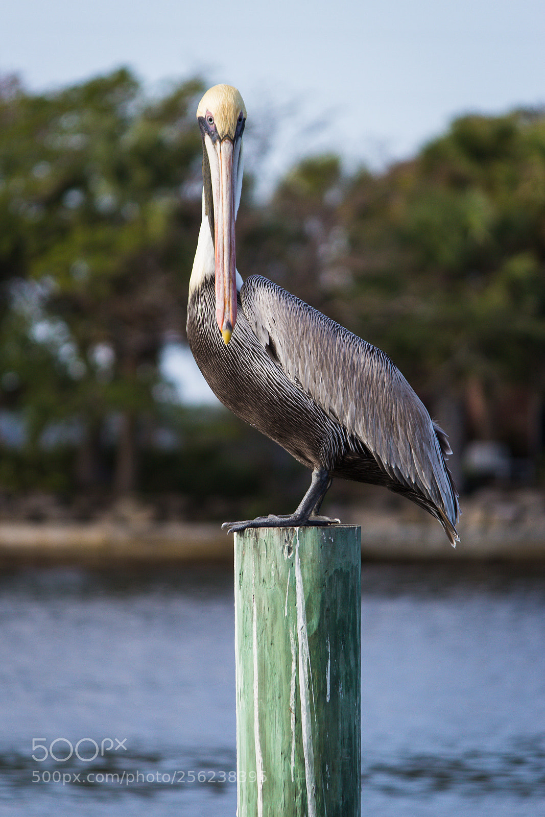 Canon EOS 600D (Rebel EOS T3i / EOS Kiss X5) sample photo. Brown bird photography
