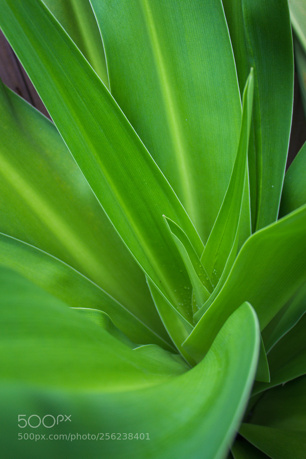 Canon EOS 600D (Rebel EOS T3i / EOS Kiss X5) sample photo. Crinum photography