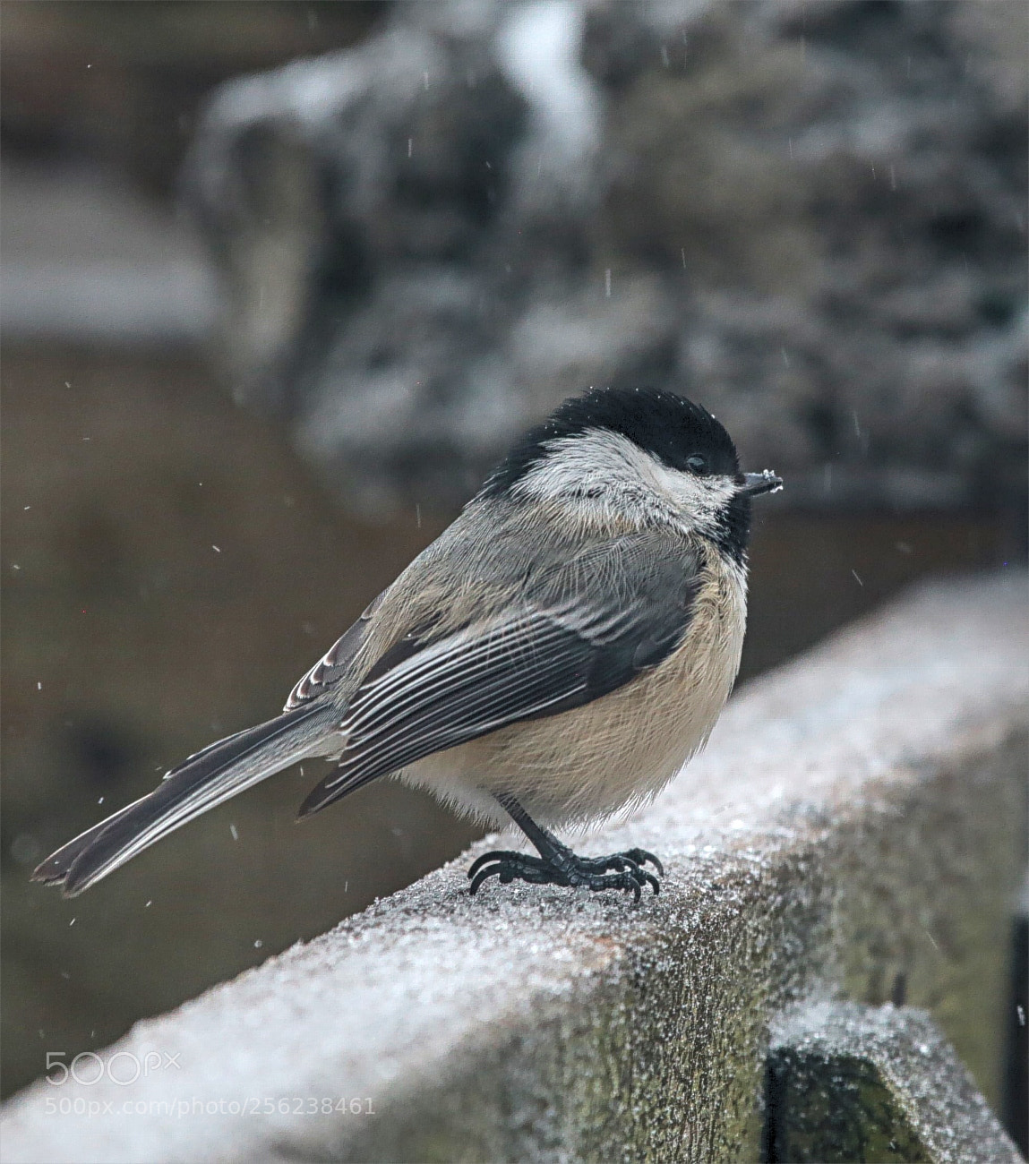 Canon EOS 6D sample photo. Icy rain wether photography