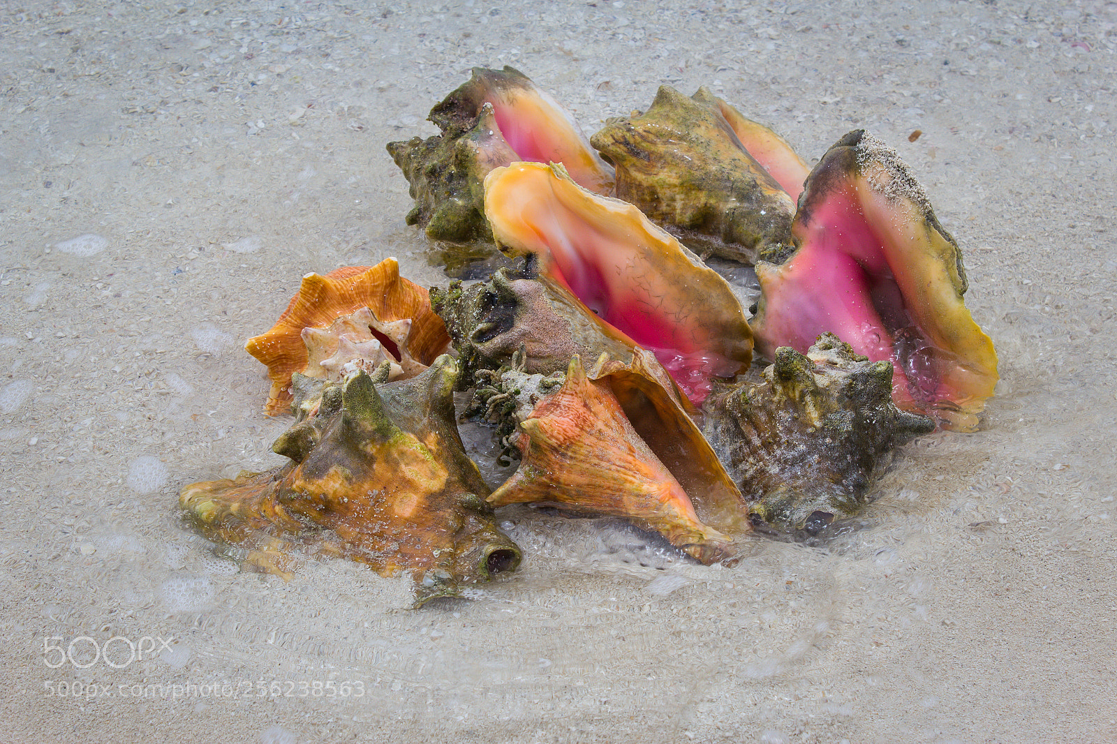Canon EOS 600D (Rebel EOS T3i / EOS Kiss X5) sample photo. Conch photography
