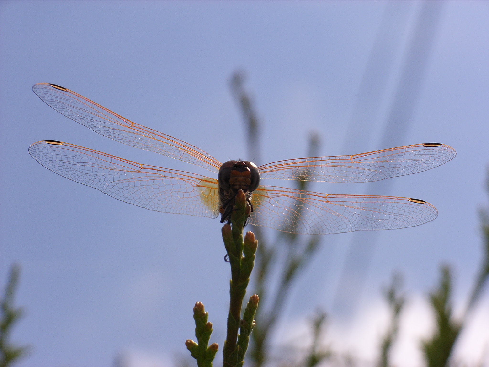 Ricoh Caplio R30 sample photo. Libelula photography