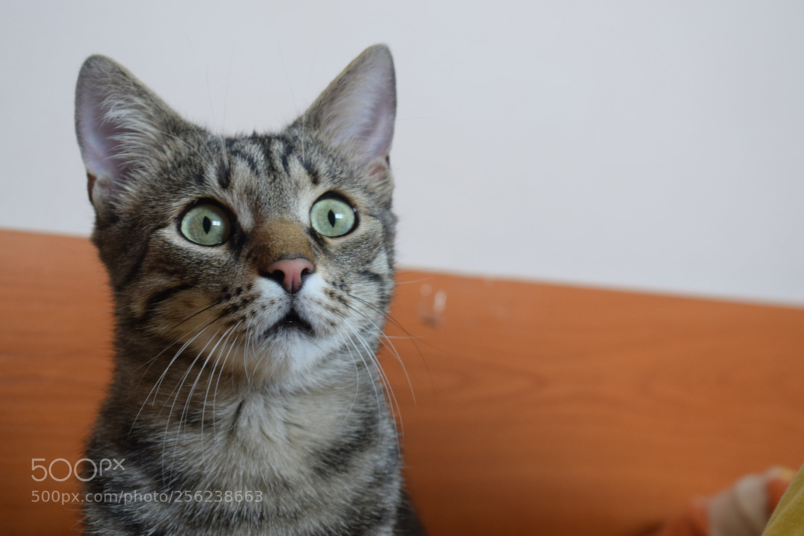 Nikon D3300 sample photo. Huh? photography