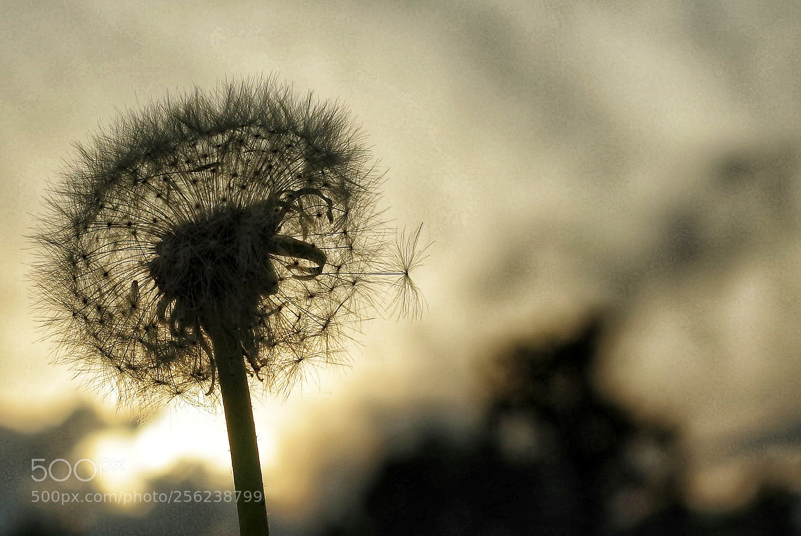 Pentax K-50 sample photo. Ready to fly photography
