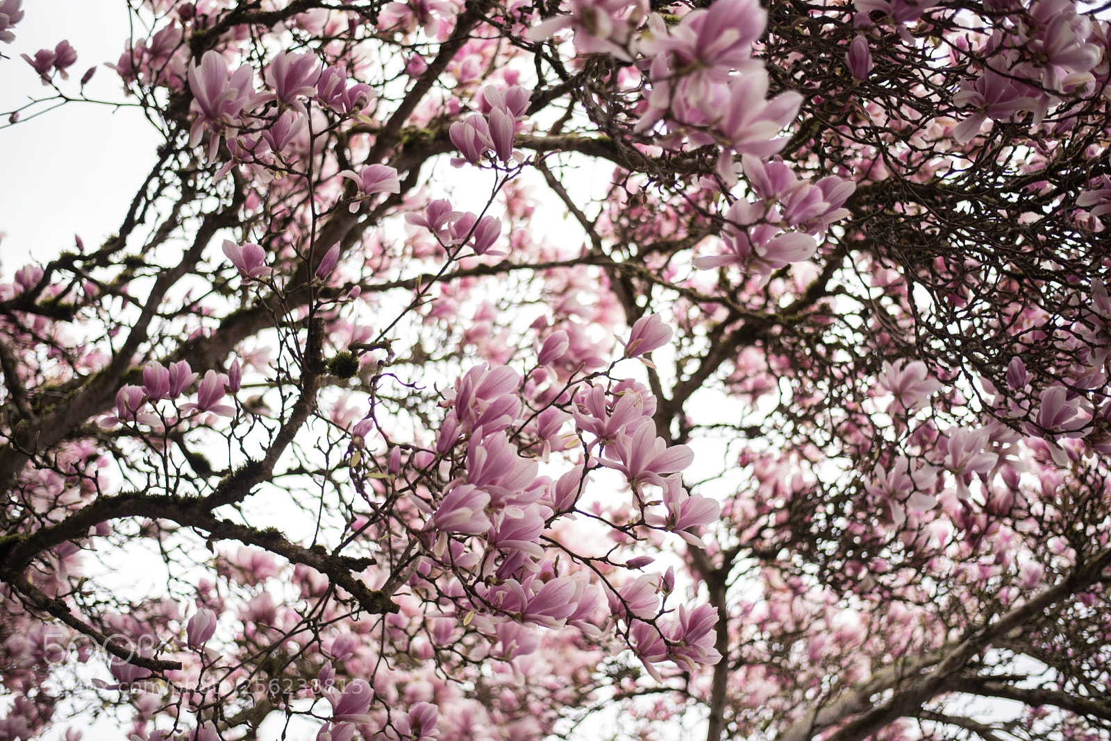 Nikon D750 sample photo. Spring blossoms in little photography