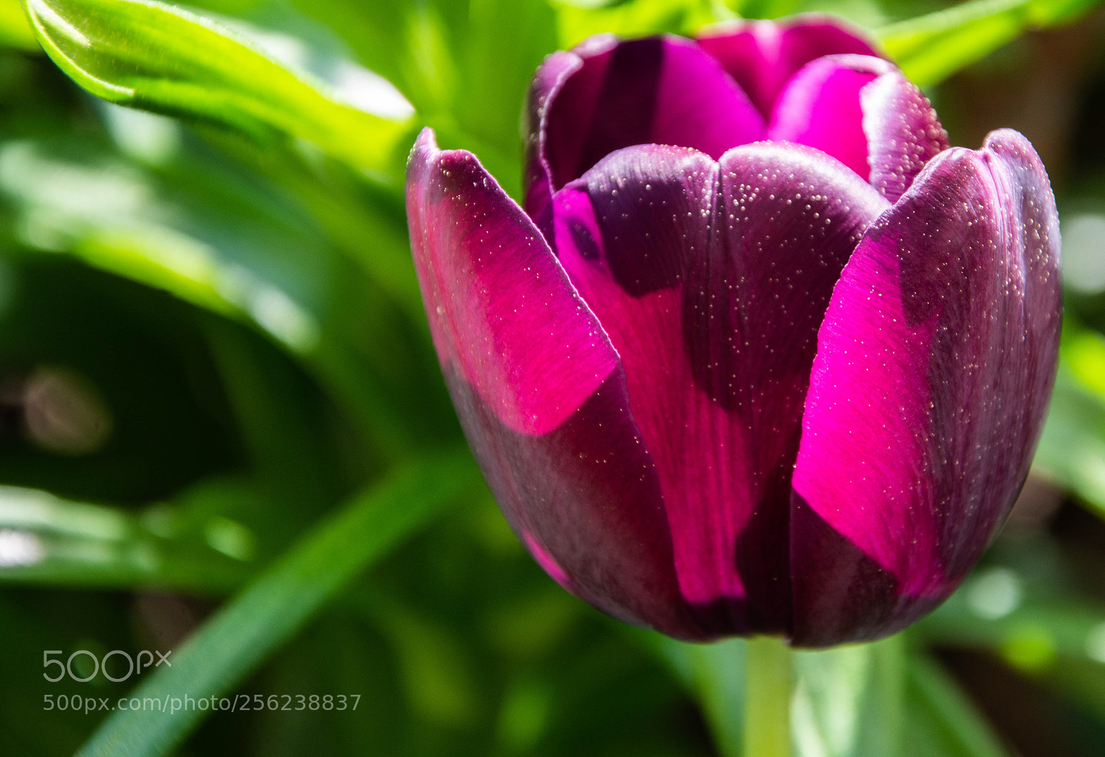 Nikon D7100 sample photo. Tulip..24 photography