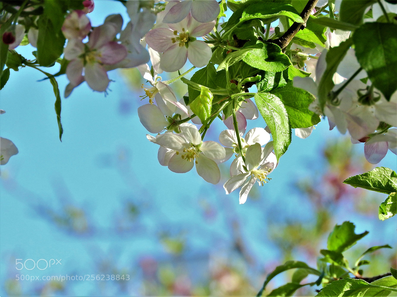 Nikon Coolpix P610 sample photo. Flowers photography