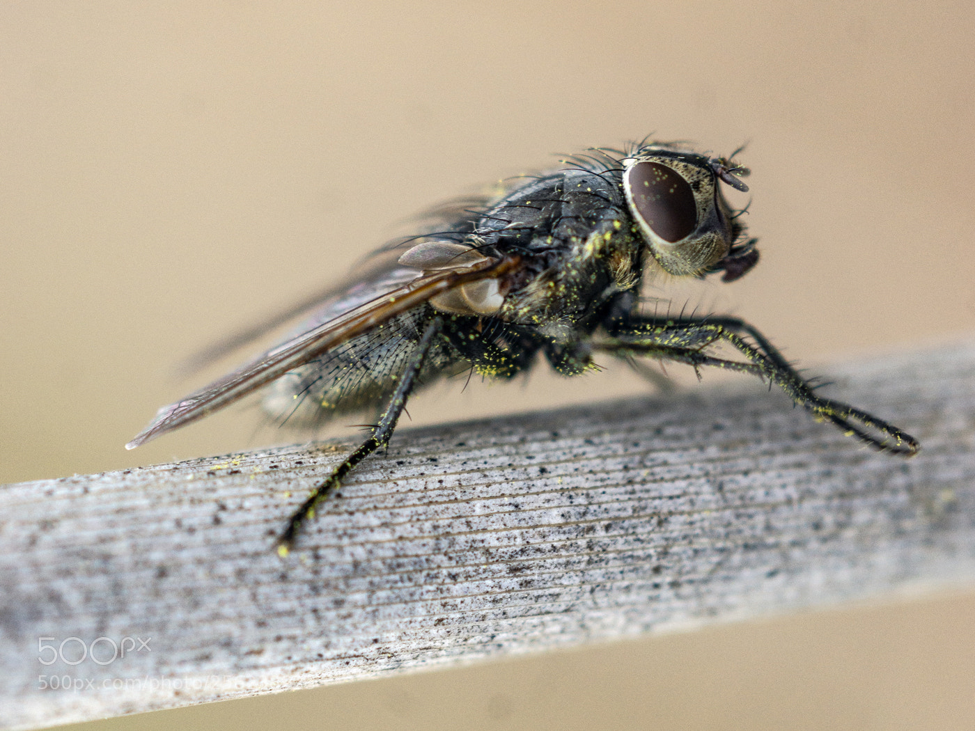 Sony SLT-A65 (SLT-A65V) sample photo. Fly on a willow photography