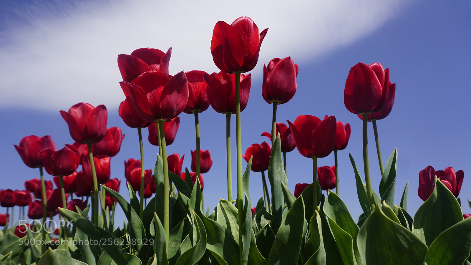 Sony a6000 sample photo. Dsc photography