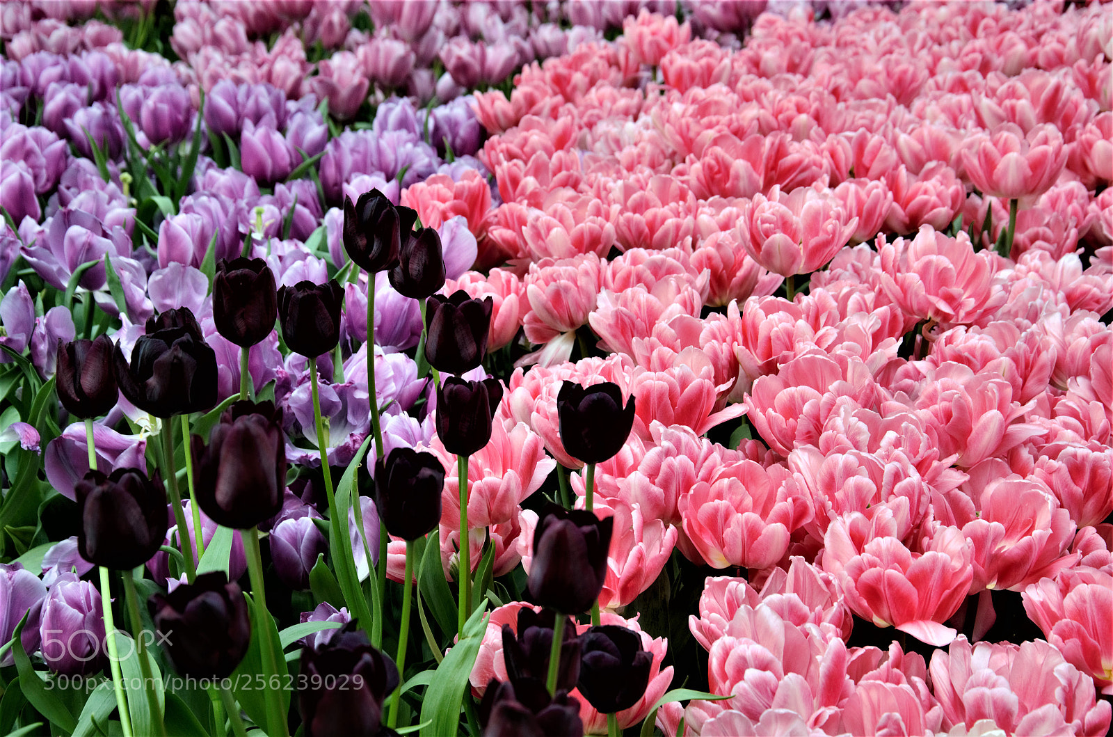 Nikon D7000 sample photo. Tulipmania singapura... photography
