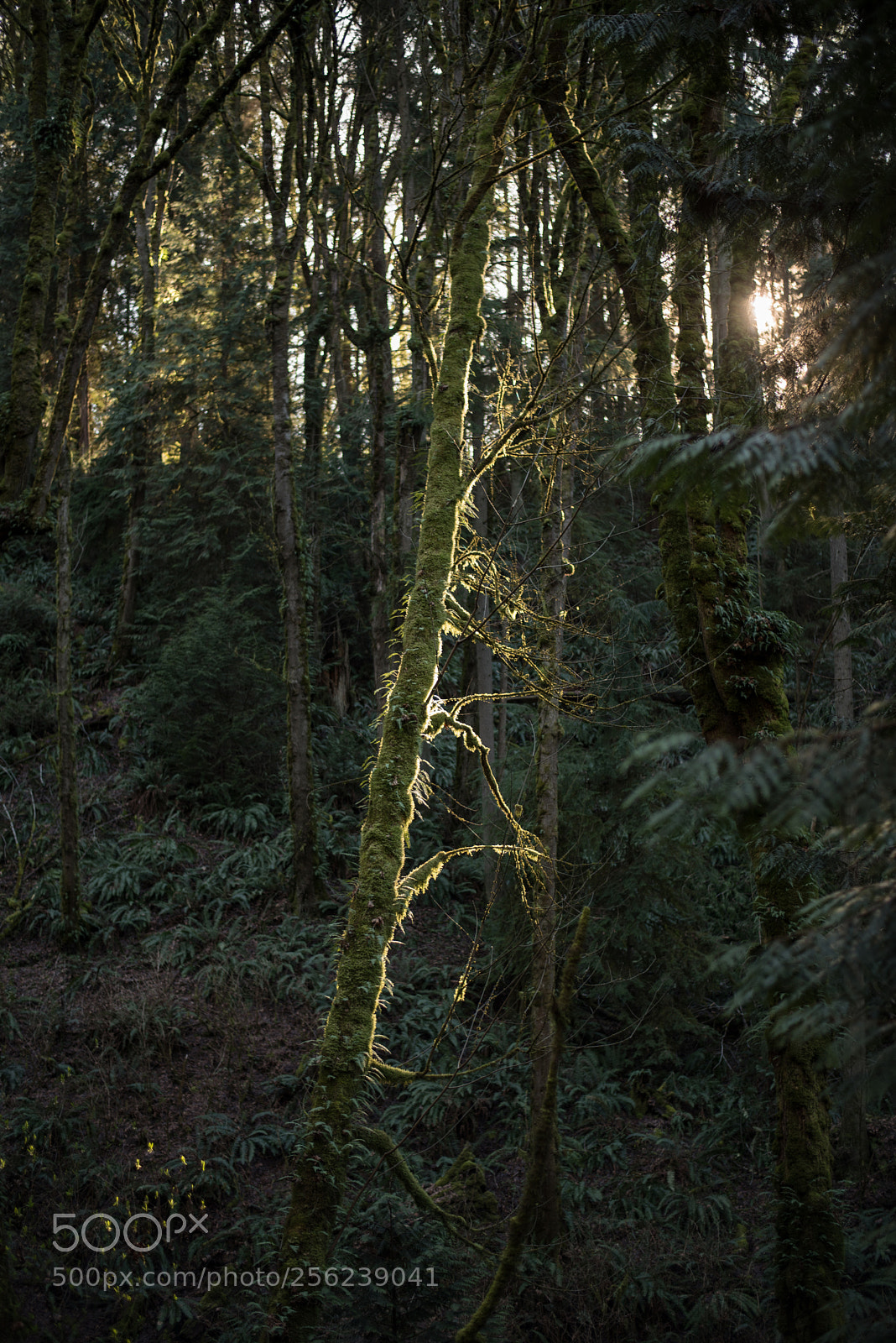 Nikon D750 sample photo. Spotlight photography