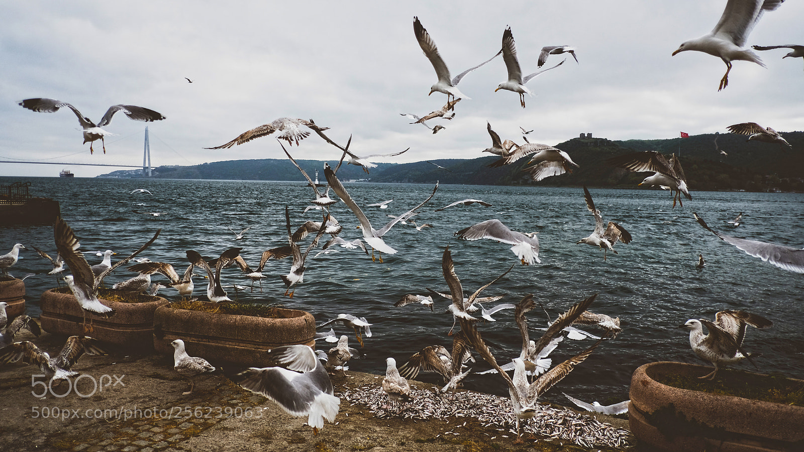 Fujifilm X-Pro2 sample photo. Breakfast time for seagulls photography