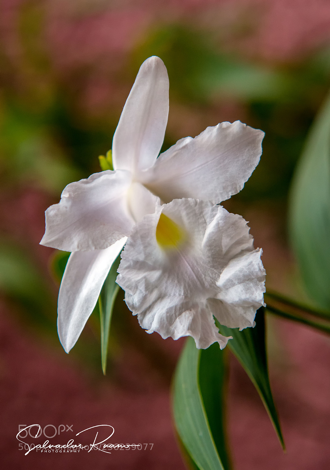 Nikon D7500 sample photo. Sobralia blanca orchid m photography
