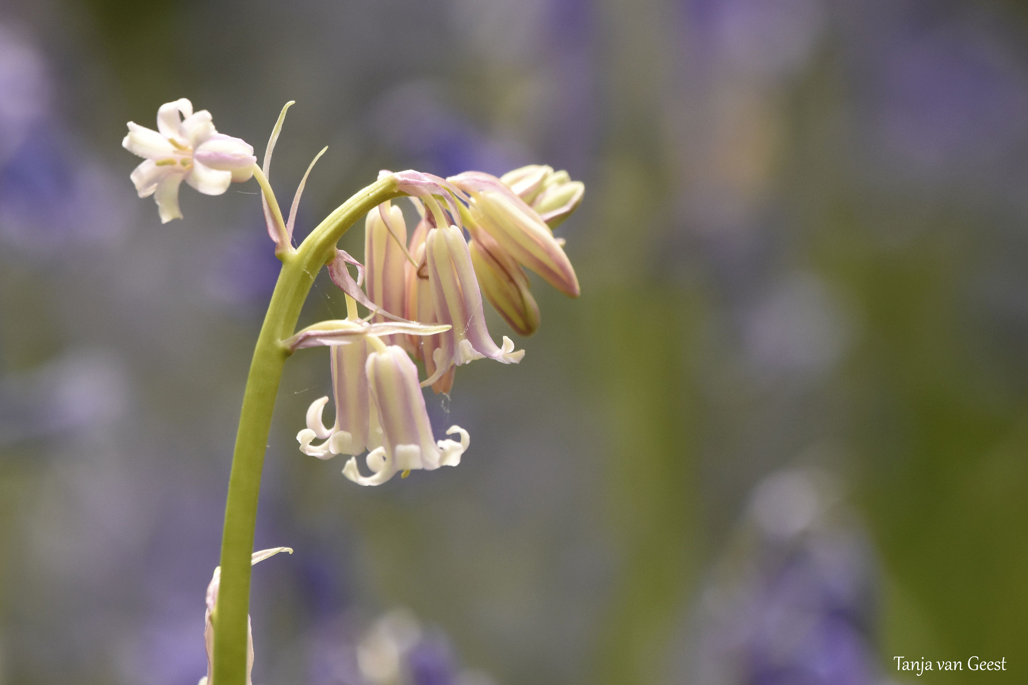 Nikon D5500 + Sigma 150-600mm F5-6.3 DG OS HSM | C sample photo. Wild hyacinth photography