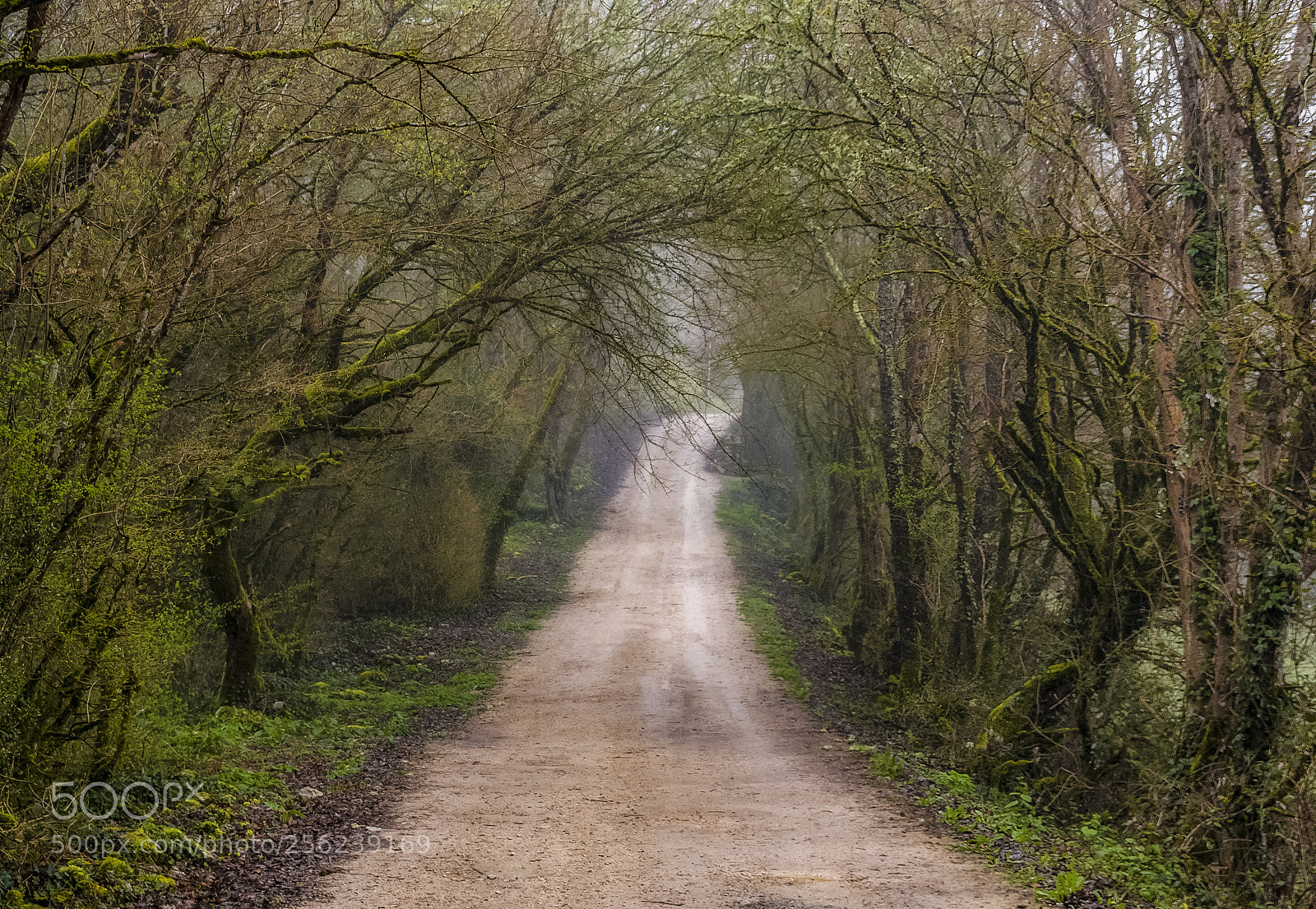 Nikon D7100 sample photo. Paseo por el bosque photography