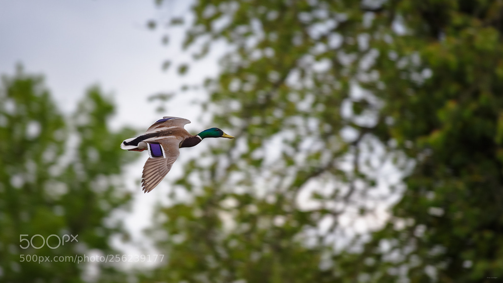 Pentax K-1 sample photo. Coinc photography