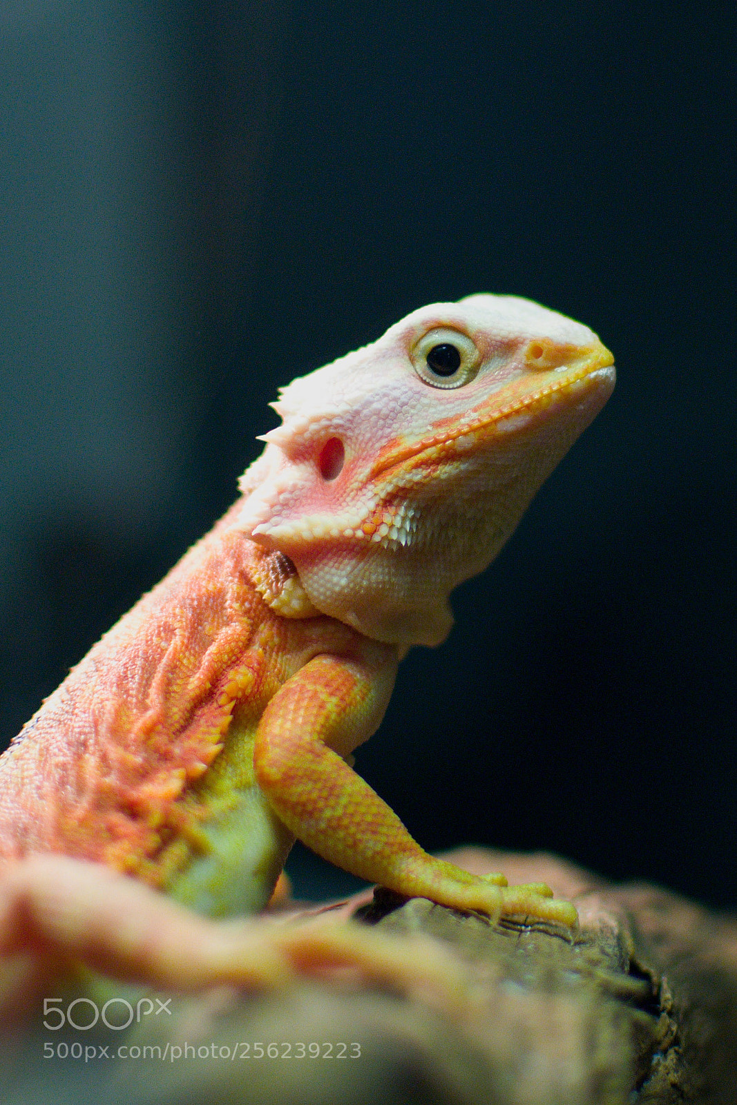Nikon D3100 sample photo. Agama photography