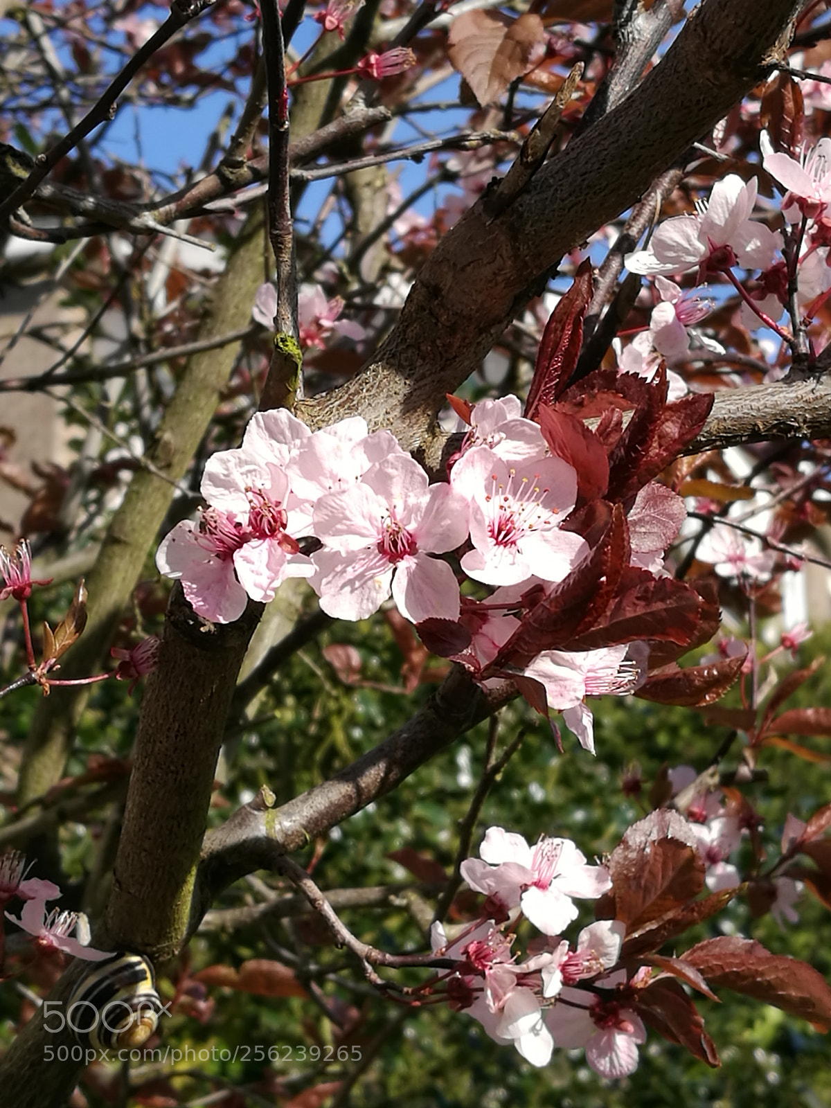 HUAWEI P9 sample photo. Untitled photography