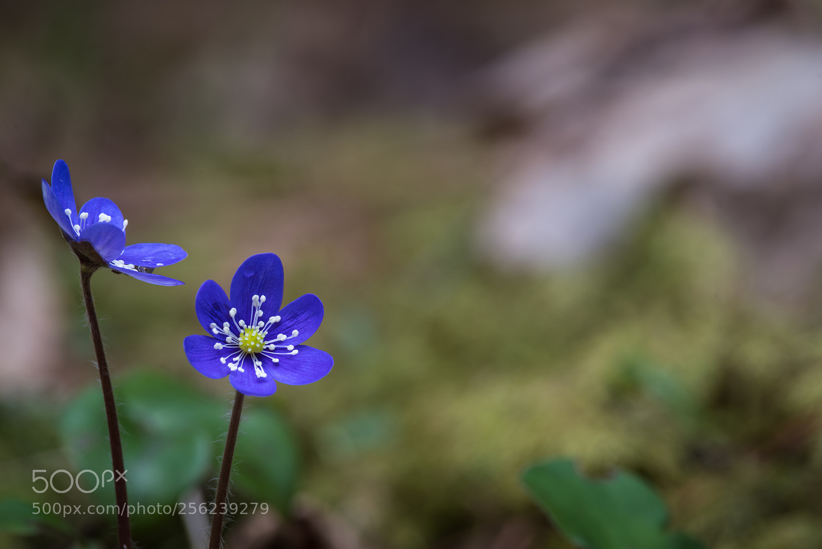 Pentax K-1 sample photo. Untitled photography