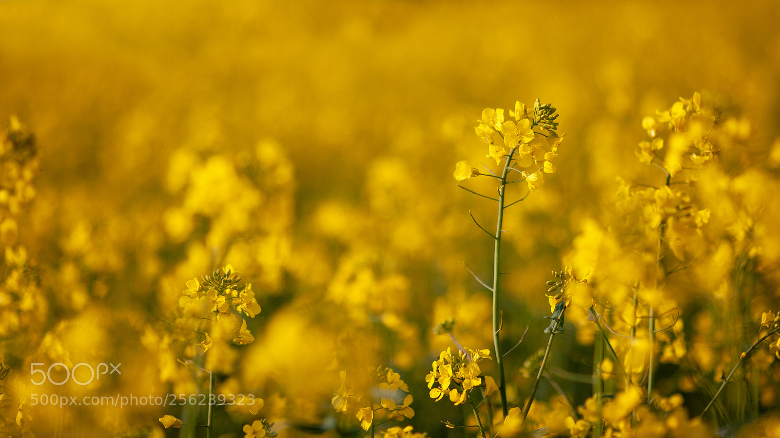 Nikon D700 sample photo. Oil seed rape photography