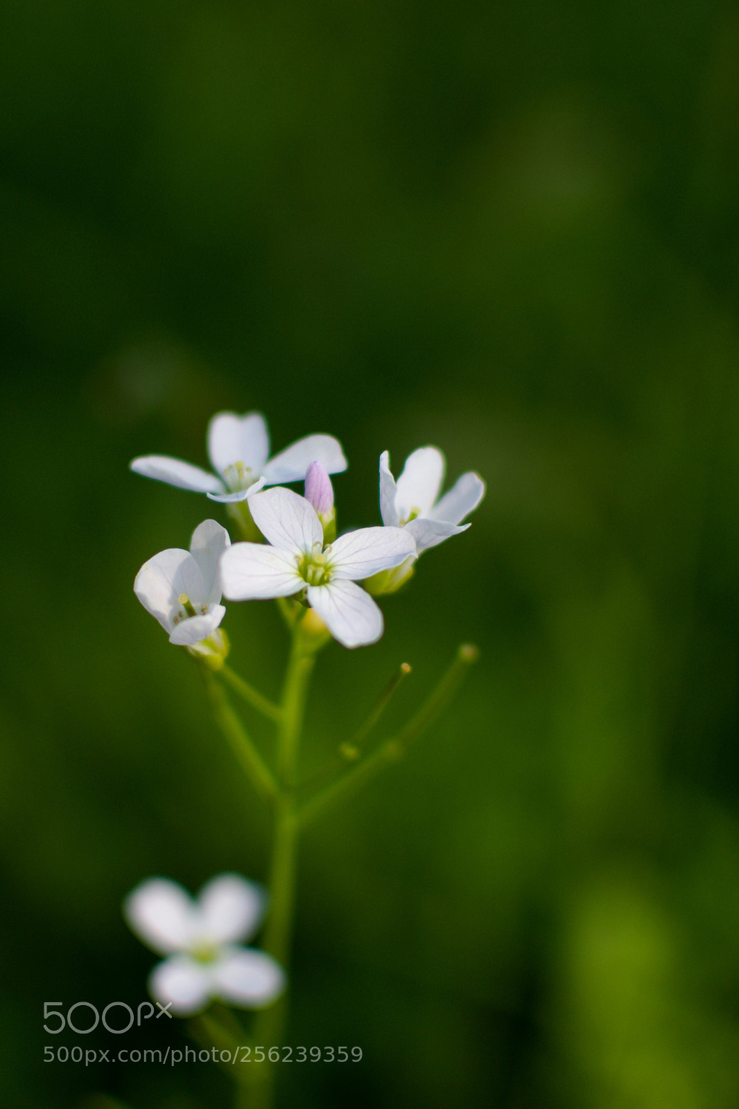 Nikon D3100 sample photo. Flower photography