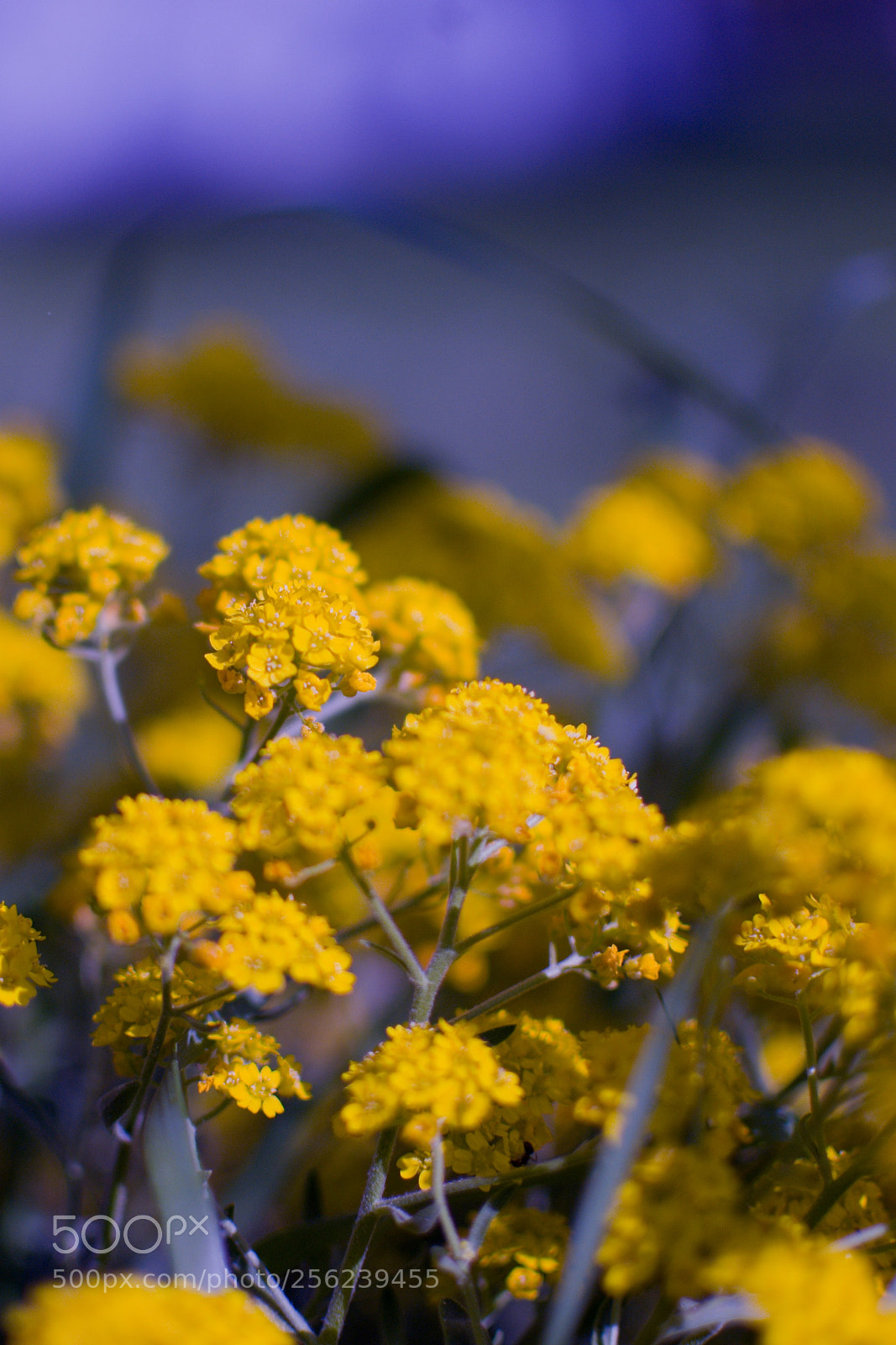 Nikon D3100 sample photo. Yellow flower photography