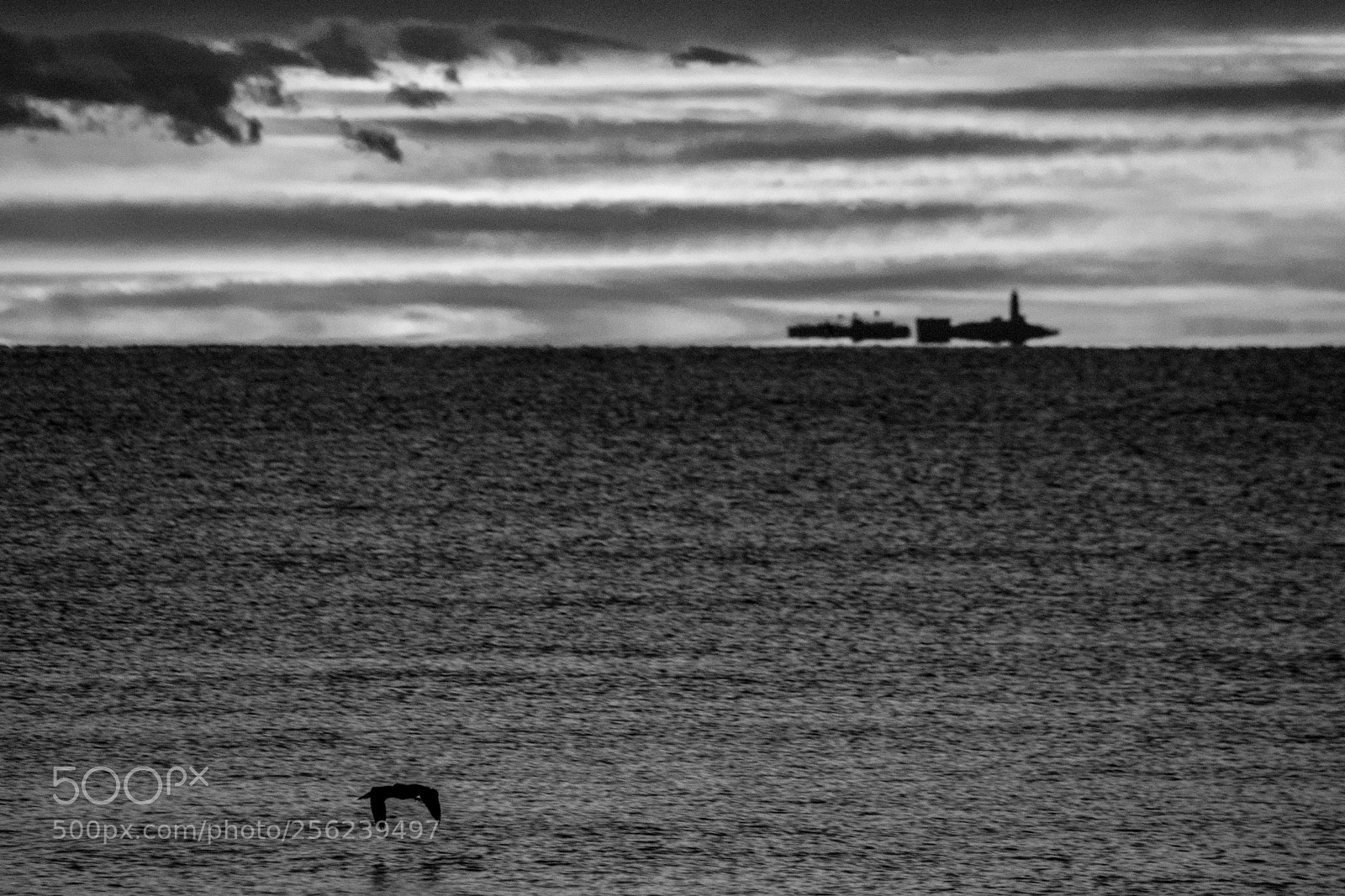 Nikon D3100 sample photo. Low fly photography