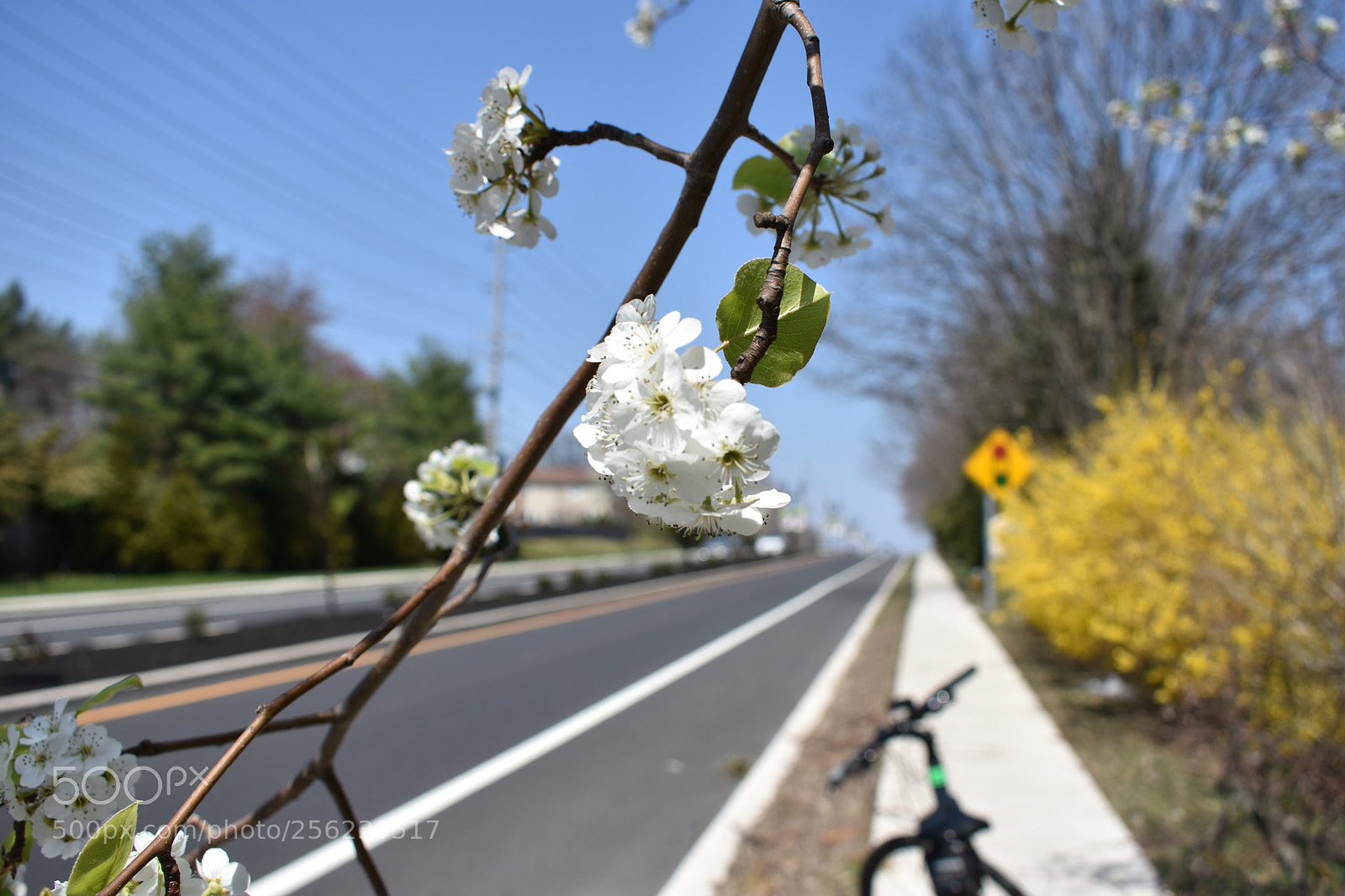 Nikon D3400 sample photo. Flowers photography