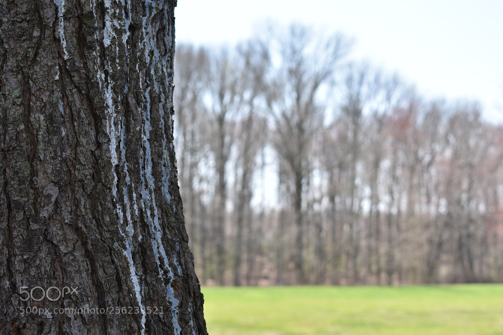 Nikon D3400 sample photo. Details photography