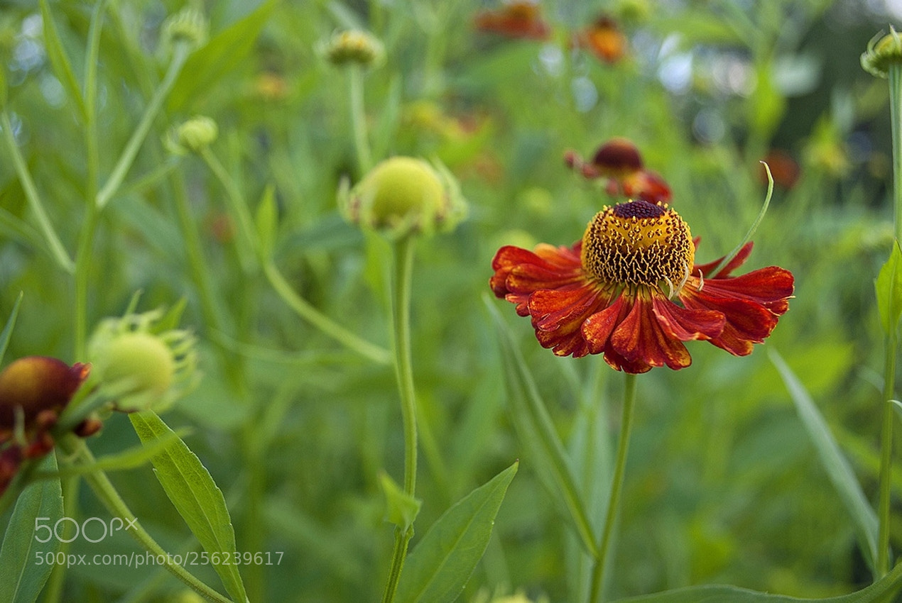 Nikon D60 sample photo. В красной юбочке photography
