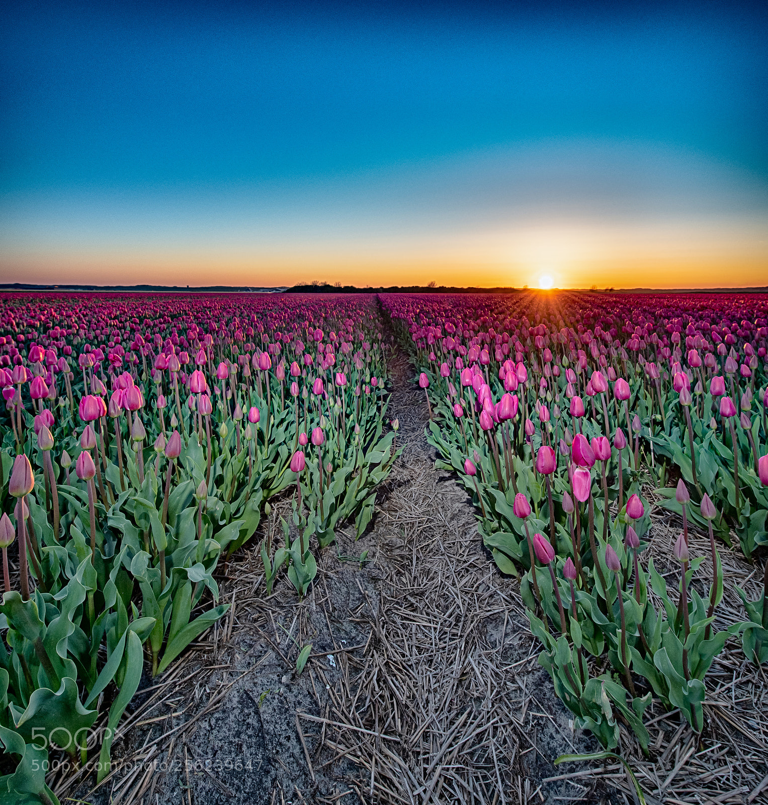 Nikon D850 sample photo. Sunset tulips photography