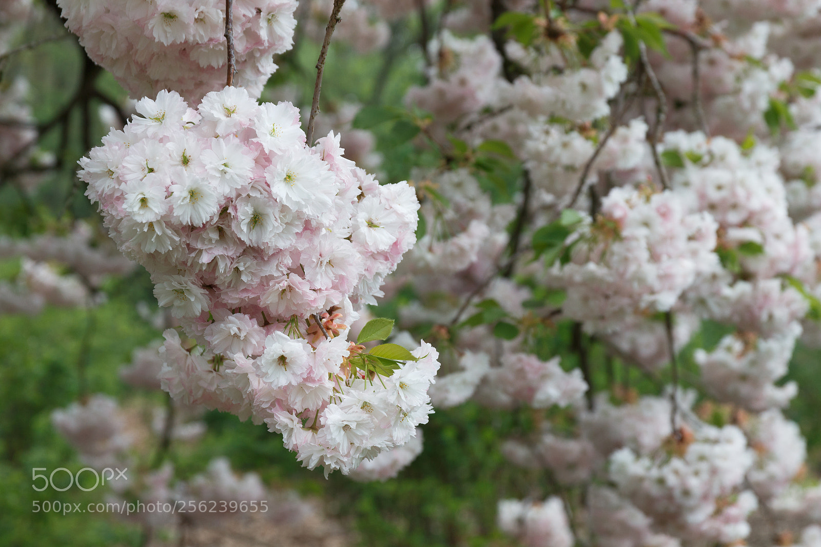 Canon EOS 700D (EOS Rebel T5i / EOS Kiss X7i) sample photo. Also available in white photography