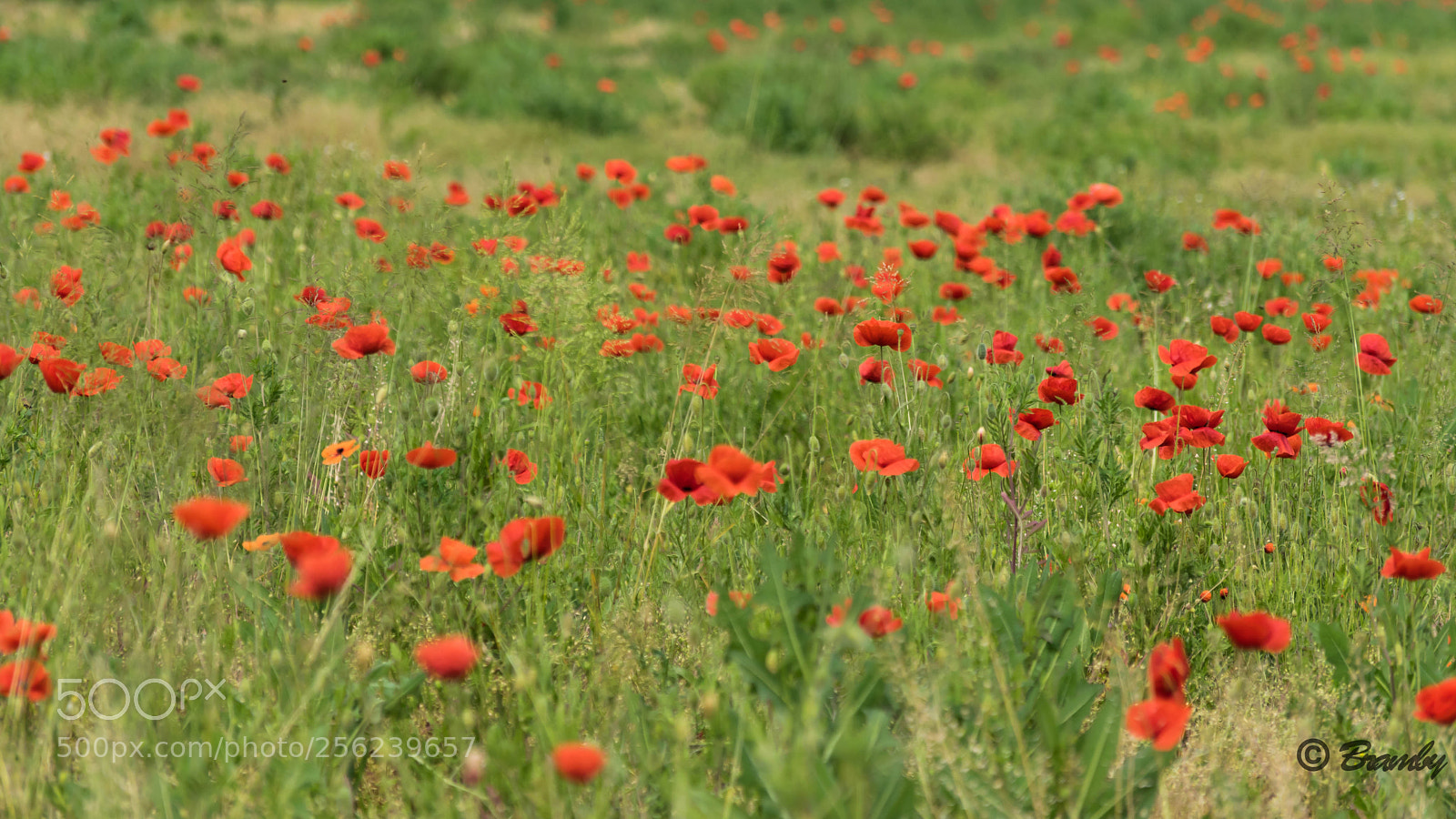 Nikon D3300 sample photo. Poppies photography
