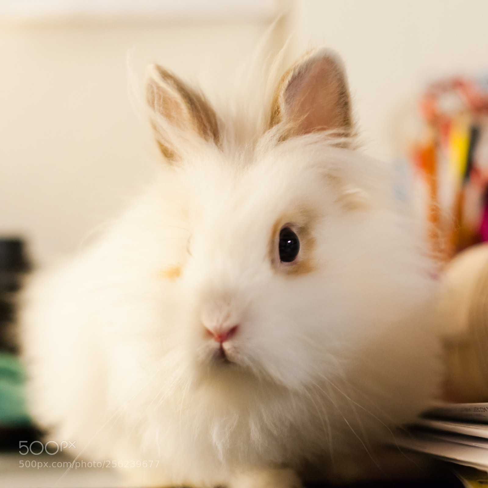 Canon EOS 5D Mark II sample photo. Img photography