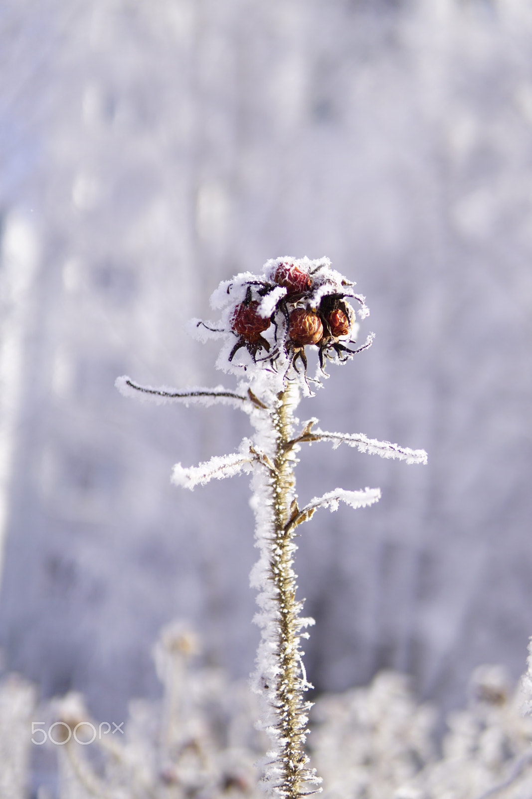 Sony a6000 + Sigma 30mm F1.4 DC DN | C sample photo. Frost photography