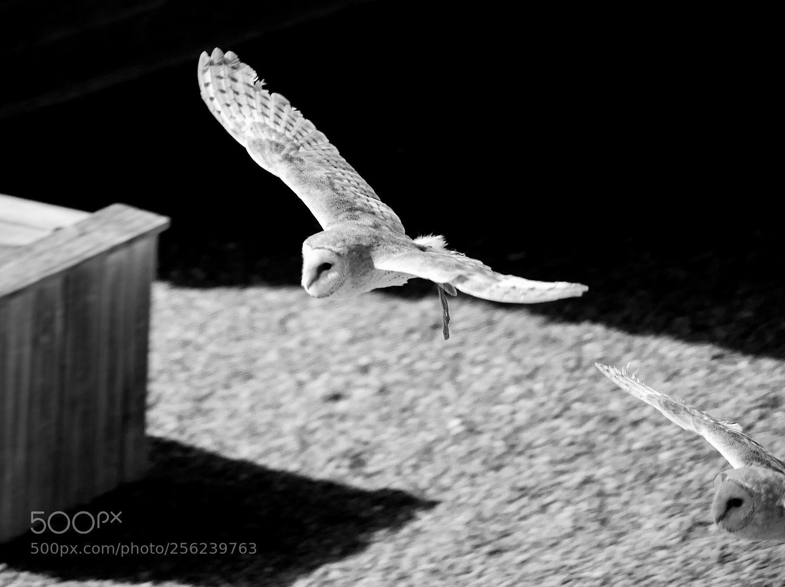 Canon EOS 6D Mark II sample photo. Vol en formation chouette photography