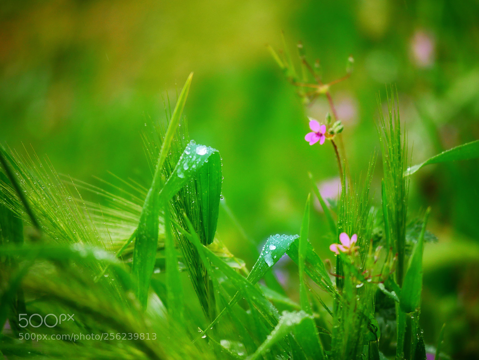 Panasonic Lumix DMC-GX85 (Lumix DMC-GX80 / Lumix DMC-GX7 Mark II) sample photo. Hidden in the green ... photography
