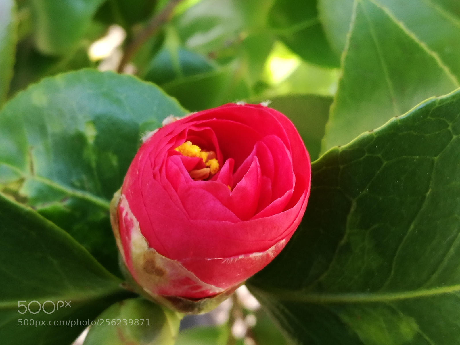 HUAWEI P9 sample photo. Untitled photography